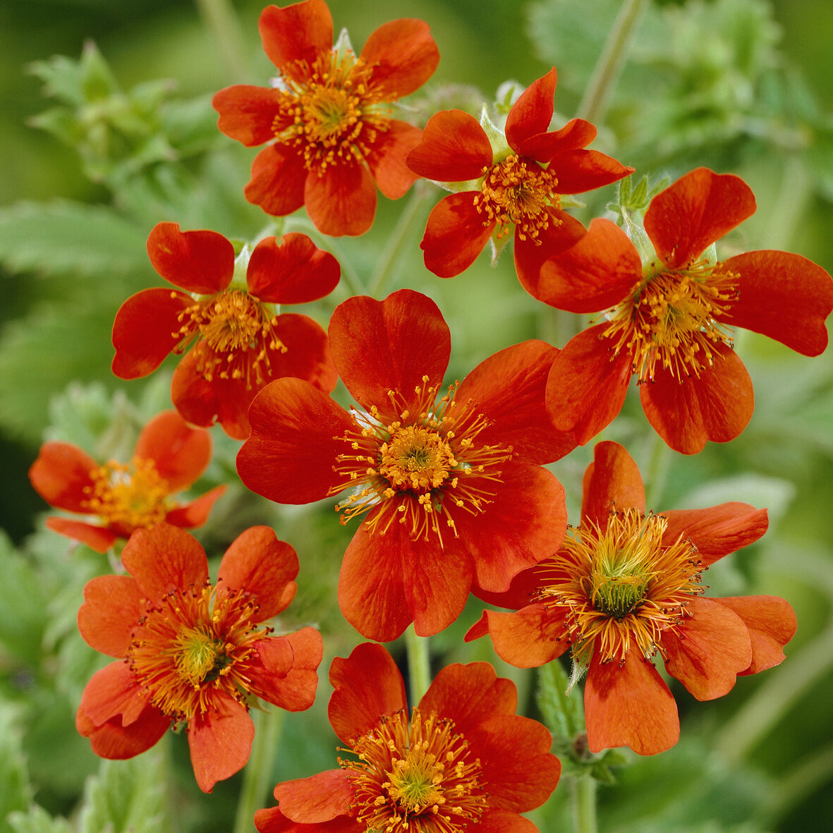 Nelkenwurz 'Borisii' - Geum coccineum Borisii - Willemse