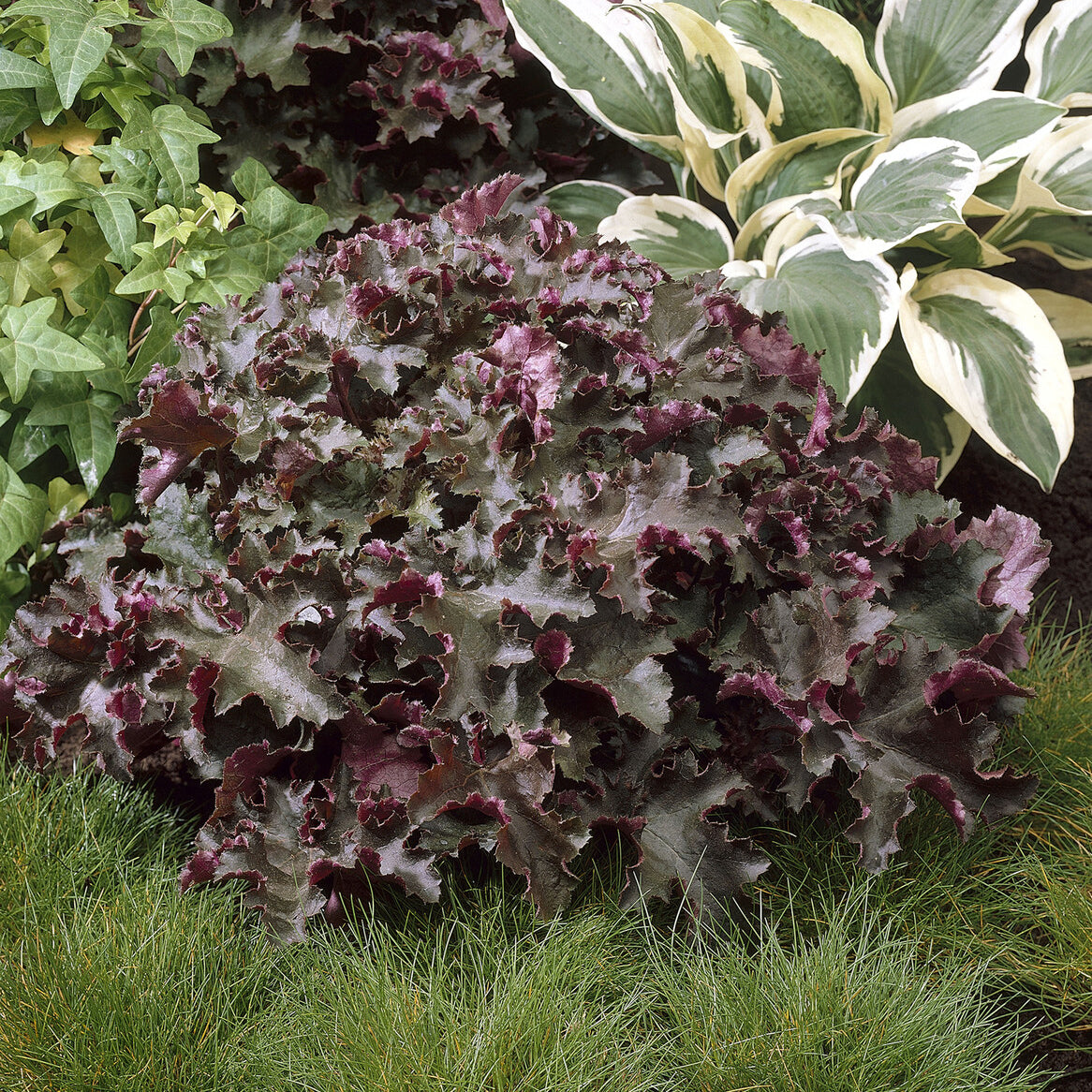 Purpurglöckchen 'Chocolate Ruffles' - Willemse