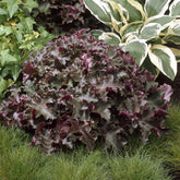 Purpurglöckchen 'Chocolate Ruffles' - Willemse
