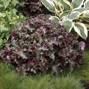 Purpurglöckchen 'Chocolate Ruffles' - Willemse