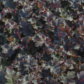Purpurglöckchen 'Chocolate Ruffles' - Heuchera Chocolate Ruffles - Willemse