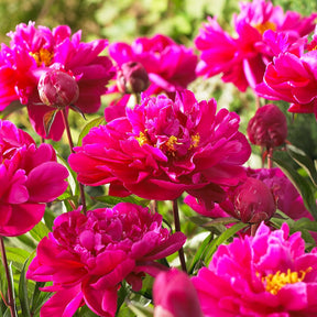 Pfingstrose ‘Karl Rosenfield’
