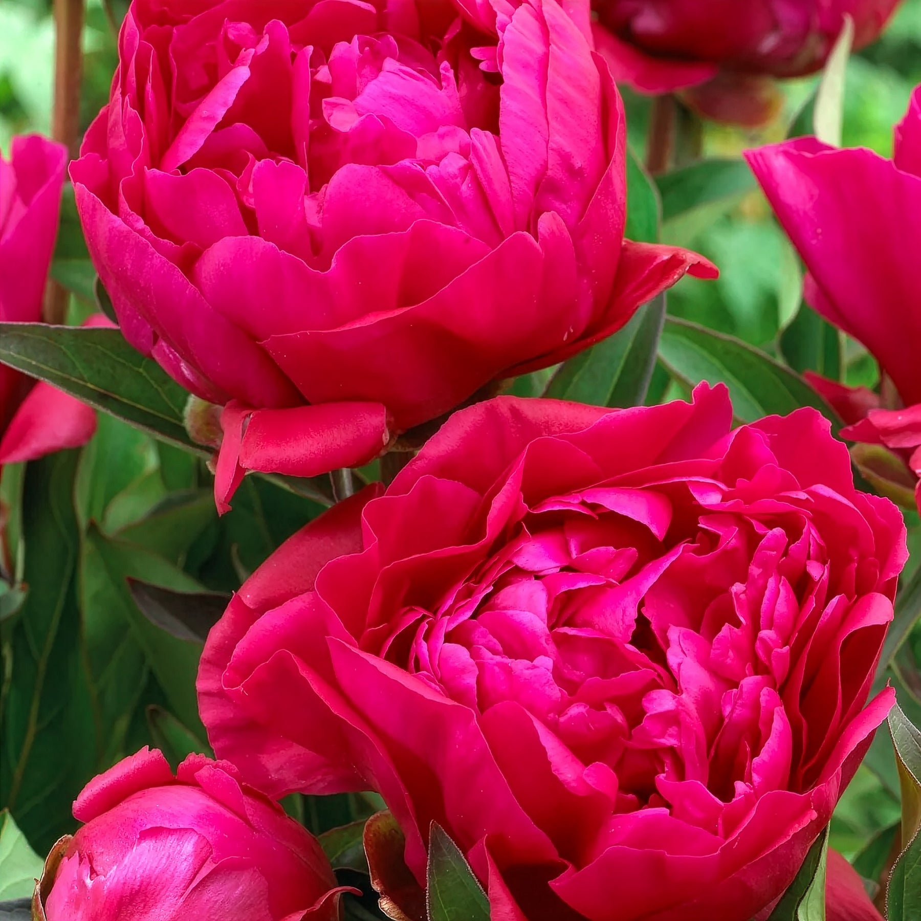 Duo rote und rosa Pfingstrosen -  - Willemse