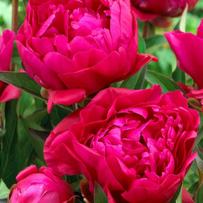 Duo rote und rosa Pfingstrosen -  - Willemse
