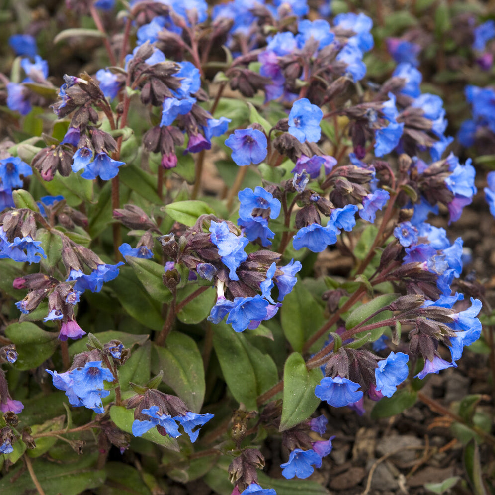 Lungenkraut 'Blue Ensign' - Willemse