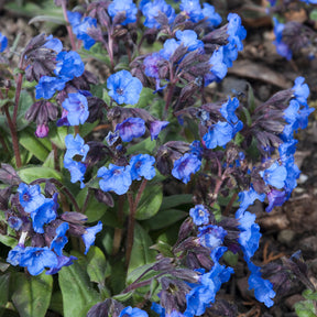Lungenkraut 'Blue Ensign' - Pulmonaria Blue Ensign - Willemse