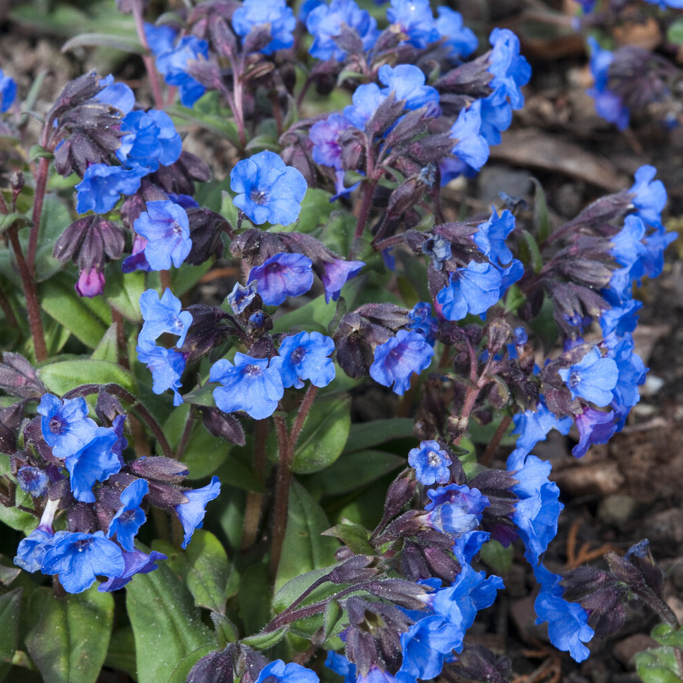 Lungenkraut 'Blue Ensign' - Pulmonaria Blue Ensign - Willemse