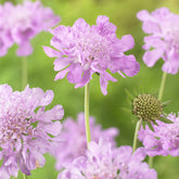 Tauben-Skabiose 'Pink Mist'