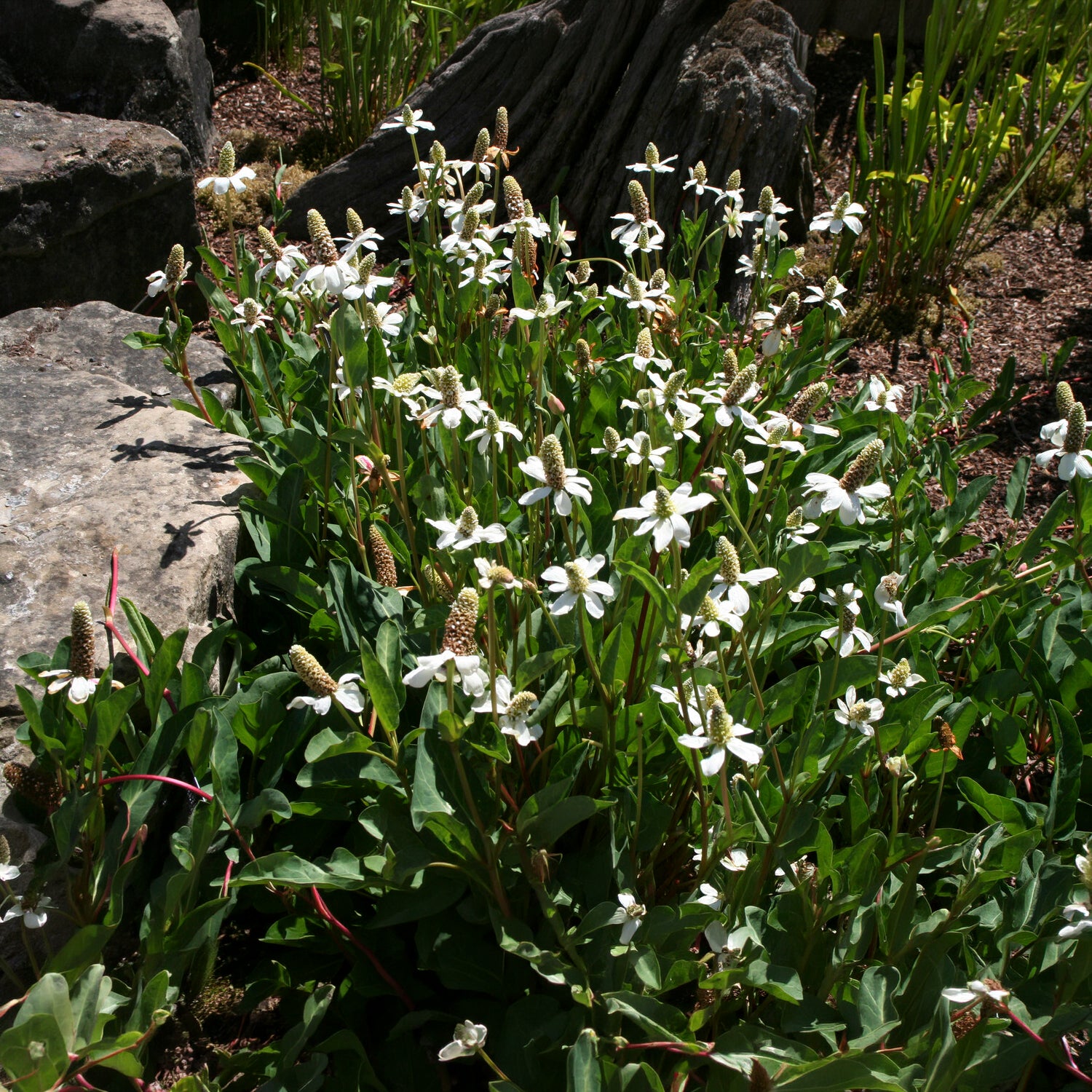 Kalifornische Anemopsis - Willemse