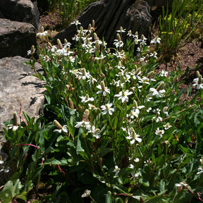 Kalifornische Anemopsis - Willemse