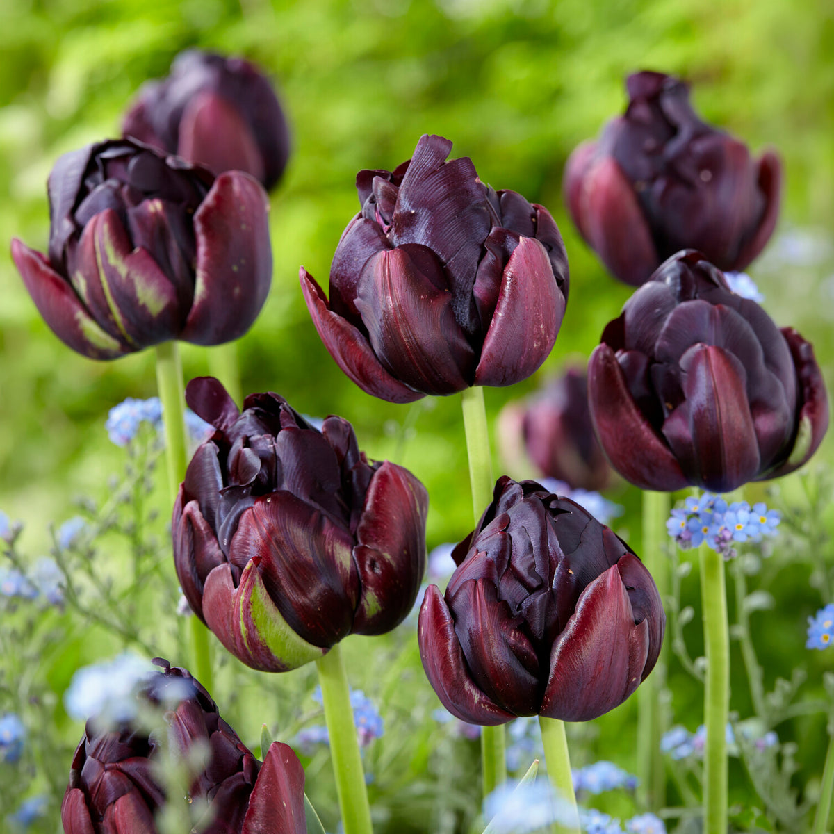 Tulpen 'Black Hero' (x10)