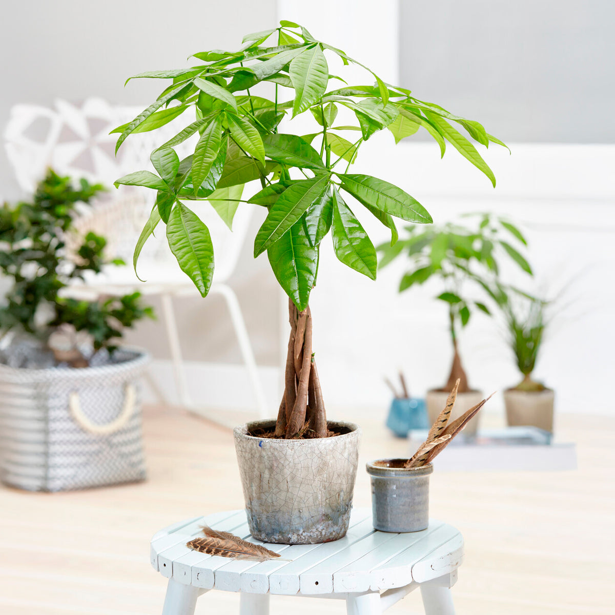 Glückskastanie - Willemse