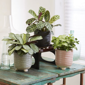 Blattmaserungen von Zimmerpflanzen Mischung (x3) - Willemse