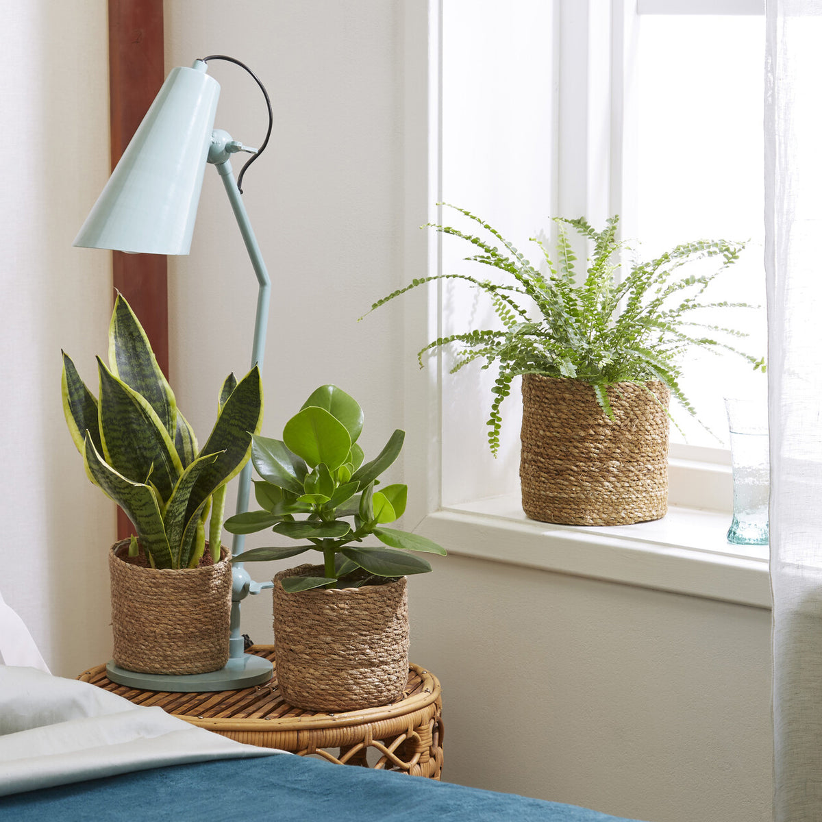 Pflanzenmischung für Schlafzimmer (x3) - Willemse