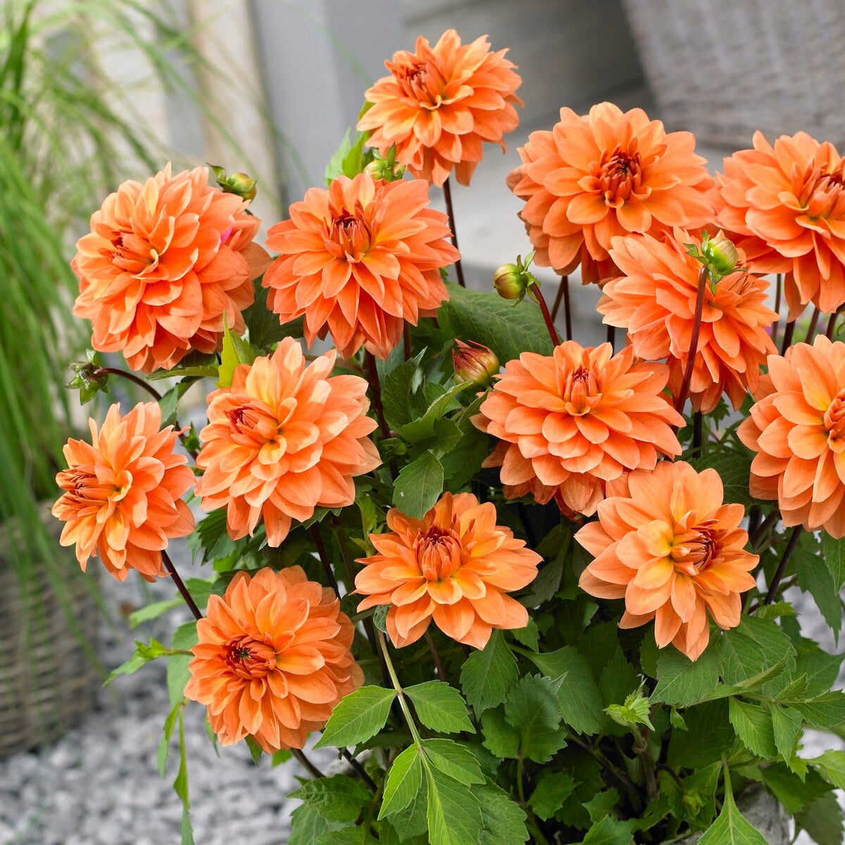Dahlien Mischung (x5) - Dahlia 'Manhattan Island', 'Summerflame', 'Kiev' - Willemse