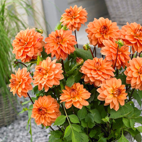 Dahlien Mischung (x5) - Dahlia 'Manhattan Island', 'Summerflame', 'Kiev' - Willemse