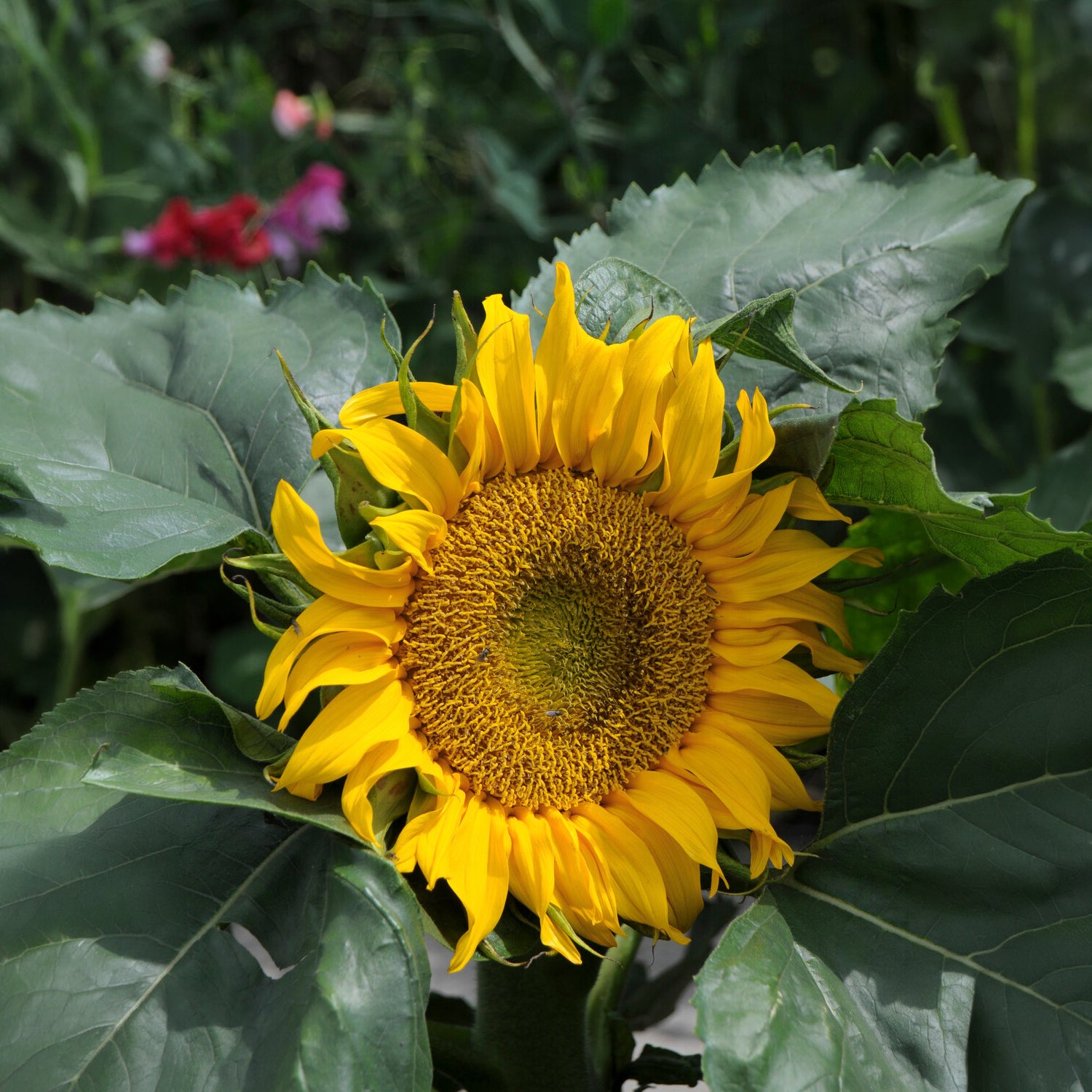 Sonnenblume 'Sunspot' - Willemse