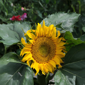 Sonnenblume 'Sunspot' - Willemse