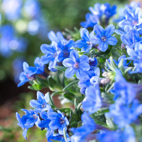 Steinsame 'Heavenly Blue'