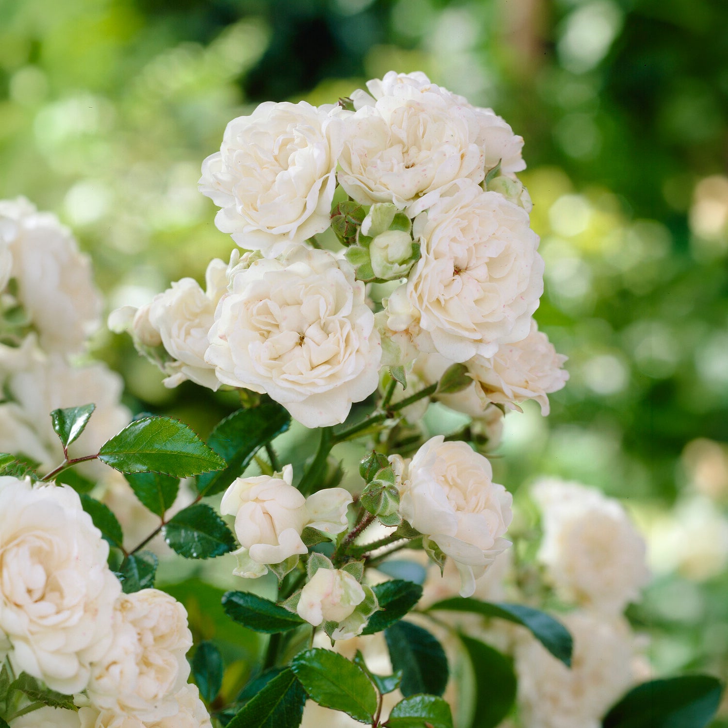 Bodendeckerrose 'Crystal Fairy' - Rosa crystal fairy ® - Willemse