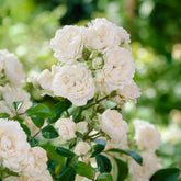 Bodendeckerrose 'Crystal Fairy' - Rosa crystal fairy ® - Willemse
