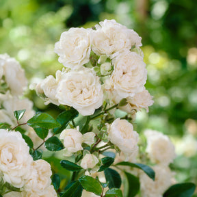 Bodendeckerrose 'Crystal Fairy' - Rosa crystal fairy ® - Willemse