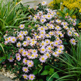 Aster ageratoides Stardust - Zwergaster 'Stardust' - Astern