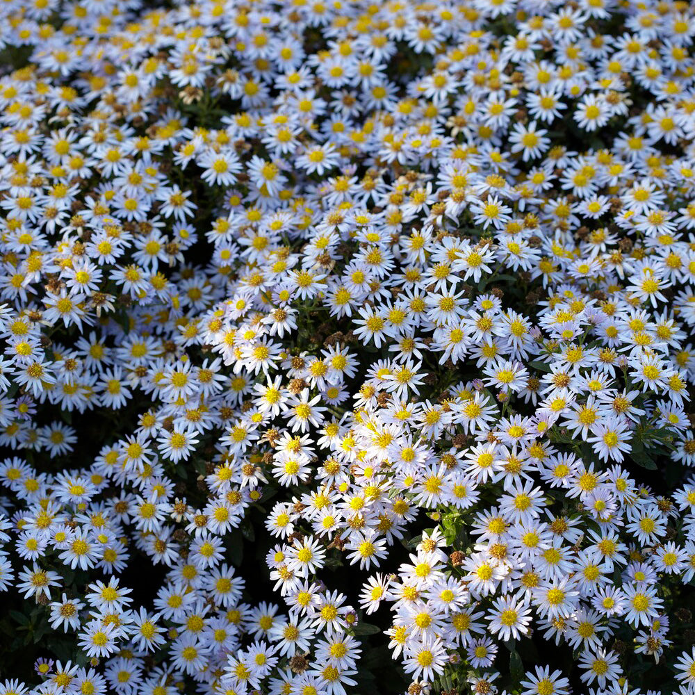 Zwergaster 'Stardust'