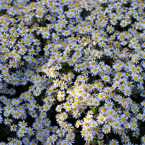 Zwergaster 'Stardust'
