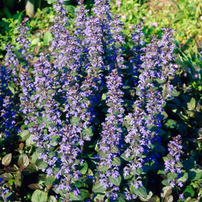 Verkauf Rotblättriger Günsel 'Atropurpurea' - Ajuga reptans Atropurpurea