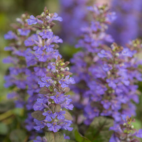 Gundermann - Rotblättriger Günsel 'Atropurpurea' - Ajuga reptans Atropurpurea