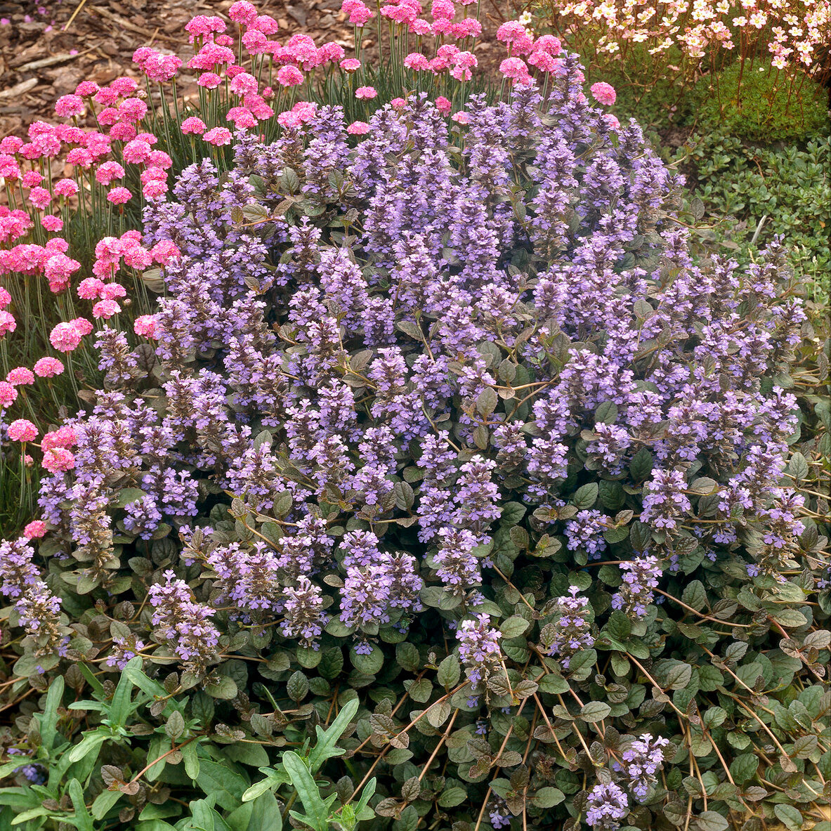 Ajuga reptans Atropurpurea - Rotblättriger Günsel 'Atropurpurea' - Gundermann
