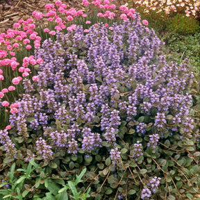 Ajuga reptans Atropurpurea - Rotblättriger Günsel 'Atropurpurea' - Gundermann