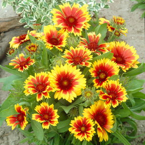 Stauden - Kokardenblume ‘Kobold’ - Gaillardia aristata Kobold