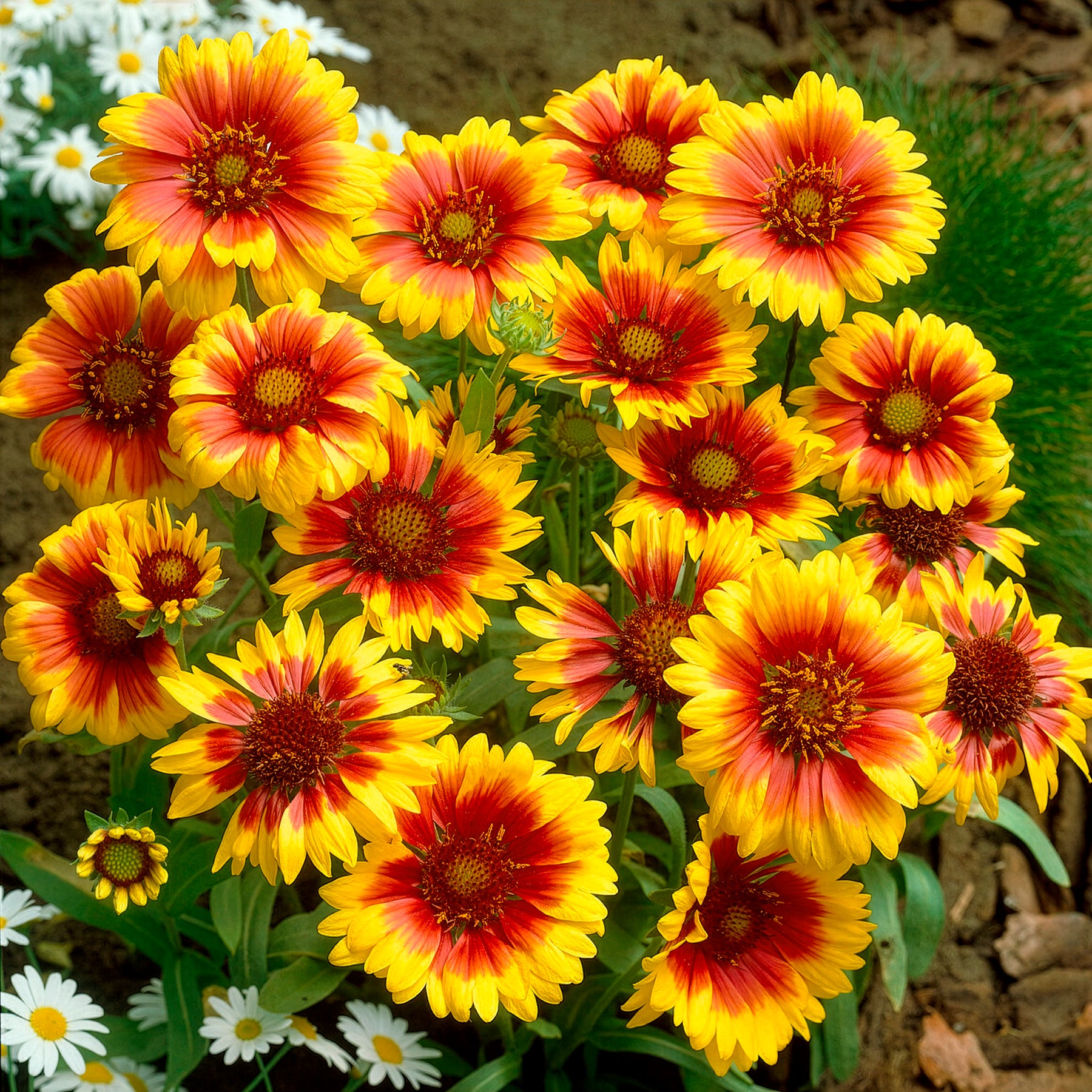 Rudbeckia Cherry Brandy, Gaillardia Kobold, Leucanthemum Banana Cream - Bunte Margeriten-Kollektion (x6) - Blühende Stauden