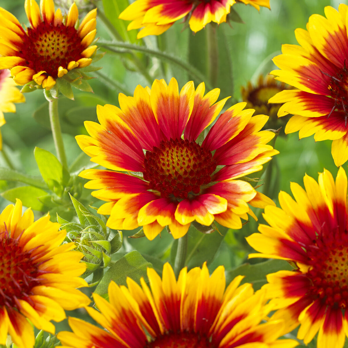 Verkauf Kokardenblume 'Kobold' - Gaillardia aristata Kobold