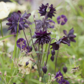 Garten-Akelei 'Black Barlow' - Willemse
