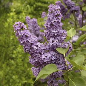 Flieder - Syringa vulgaris Andenken an Ludwig Späth - Willemse
