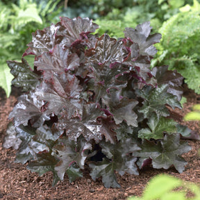 Purpurglöckchen 'Palace Purple' - Willemse