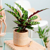 Calathea insignis - Korbmarante 'Insigne' - Calathea