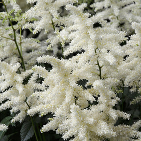 Arends Prachtspiere 'Brautschleier' - Astilbe x arendsii Brautschleier - Willemse