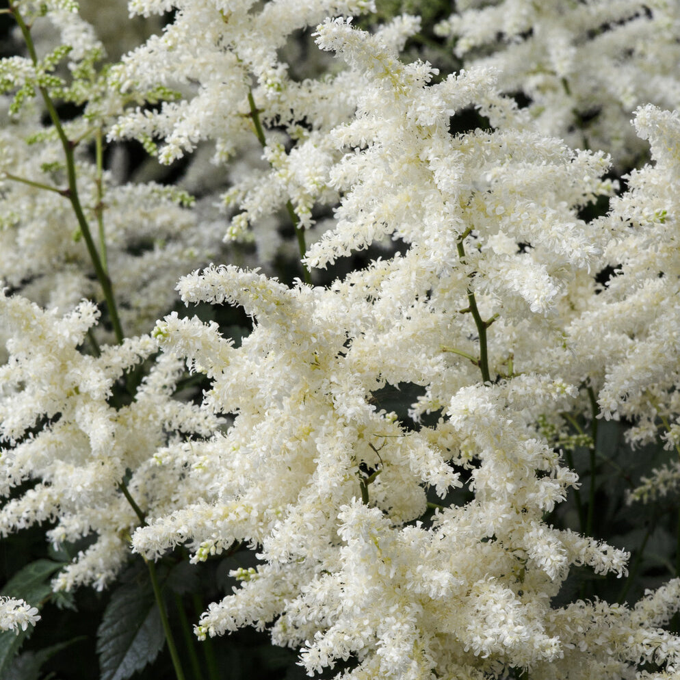 Arends Prachtspiere 'Brautschleier' - Astilbe x arendsii Brautschleier - Willemse