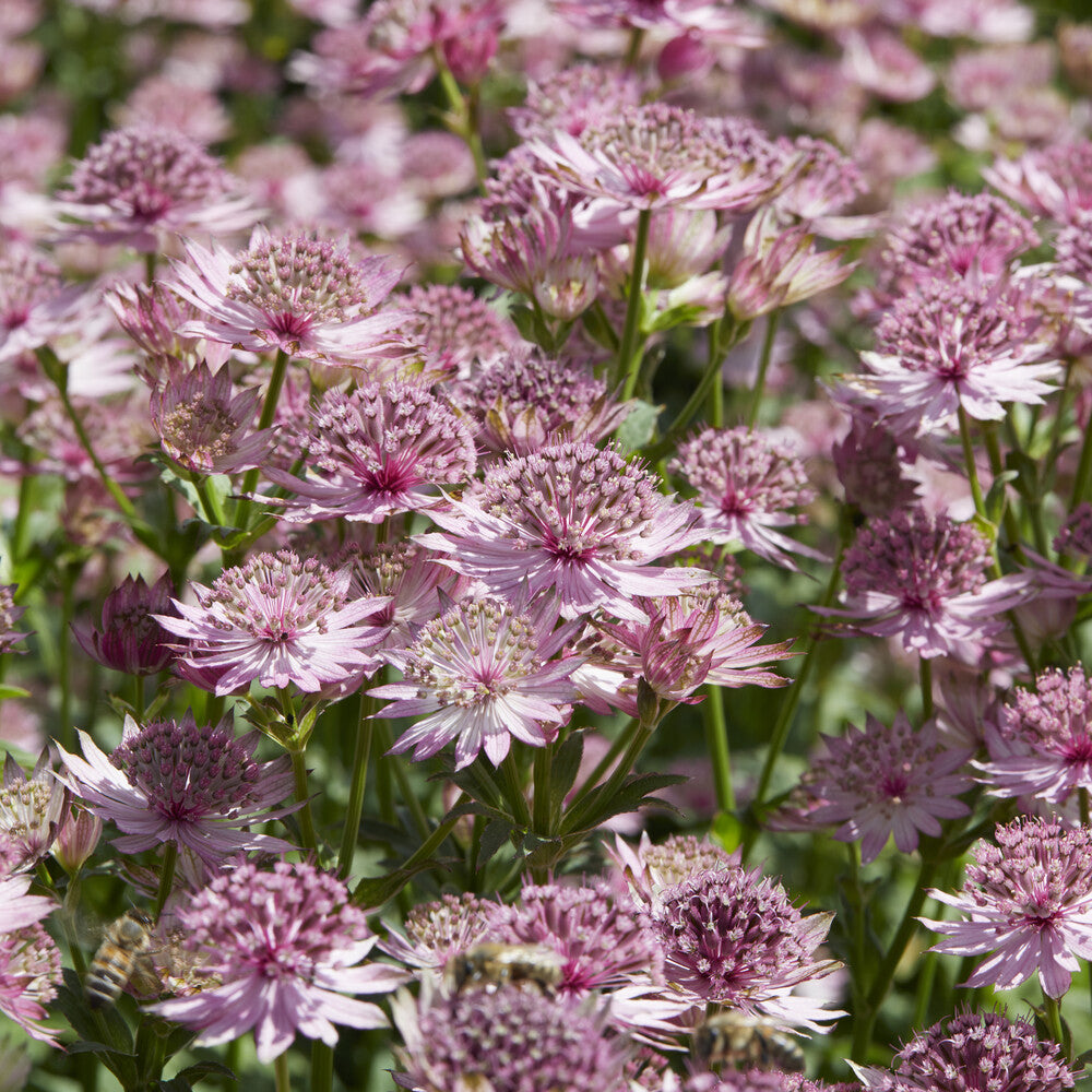 Verkauf Sterndolde 'Roma'