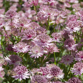 Verkauf Sterndolde 'Roma'