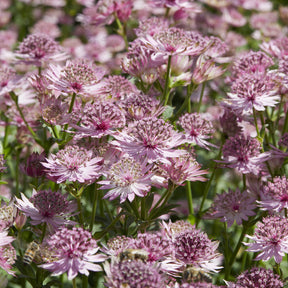 Verkauf Sterndolde 'Roma'