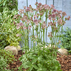 Sterndolde 'Roma' - Willemse