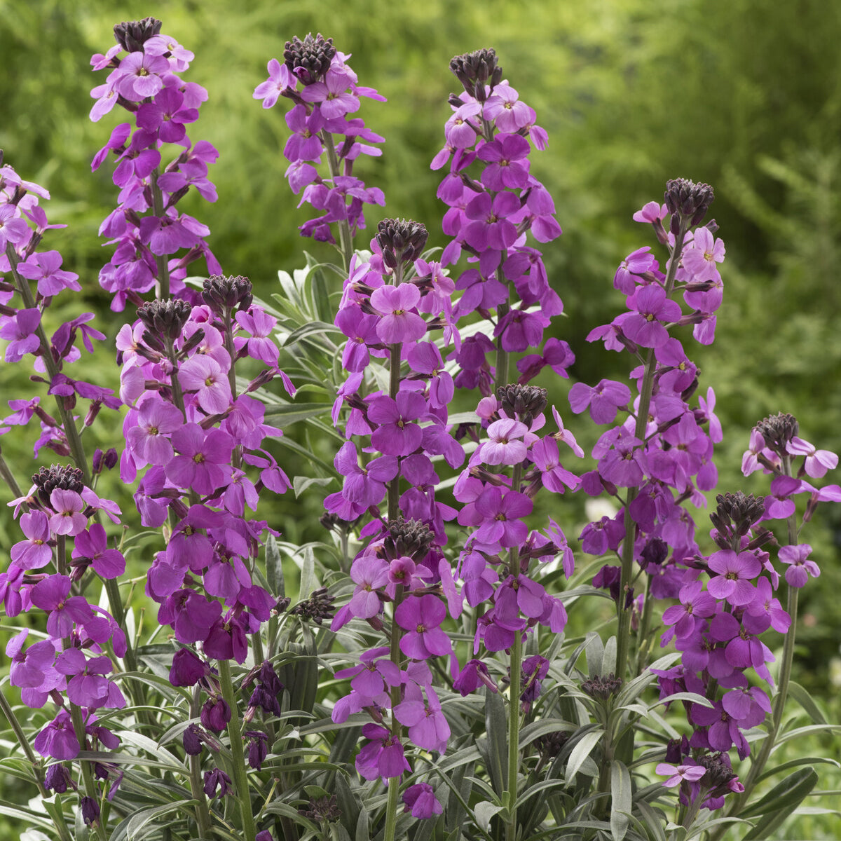 Verkauf Goldlack 'Bowles Mauve' - Erysimum linifolium Bowles Mauve