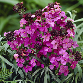 Strauch-Goldlack ‘Bowles Mauve’ - Erysimum linifolium Bowles Mauve - Willemse