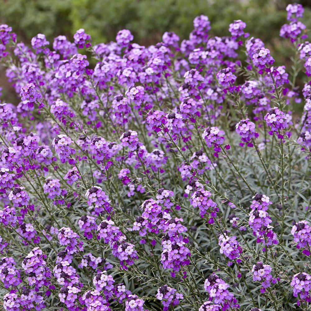 Strauch-Goldlack ‘Bowles Mauve’ - Stauden - Willemse