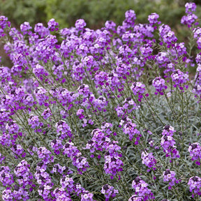 Strauch-Goldlack ‘Bowles Mauve’ - Stauden - Willemse